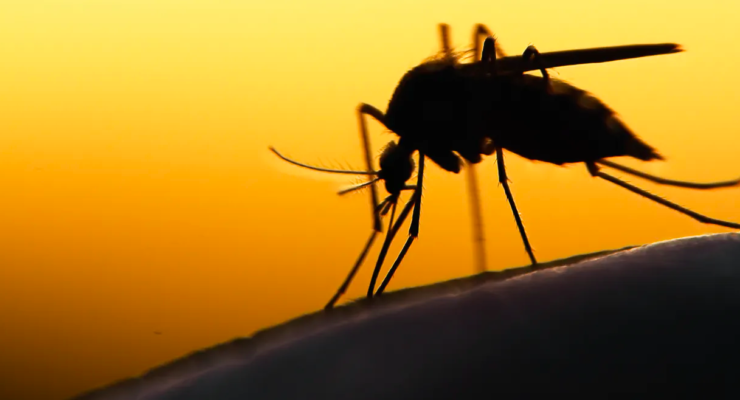 Another Pandemic Looms: Global Heating will put new Areas at Risk for Malaria