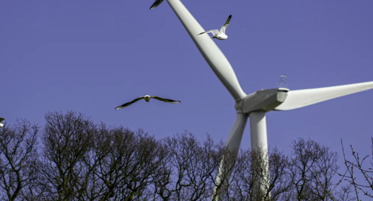 Paint some Blades Black: A Simple Hack for Solving the bird problem with Wind Turbines