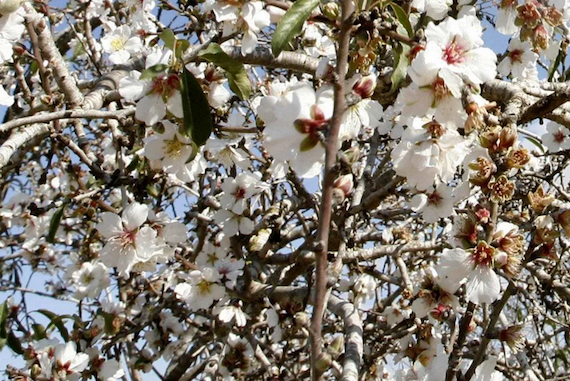 Can Gaza’s Venerable Almond Groves survive the Israeli Occupation?