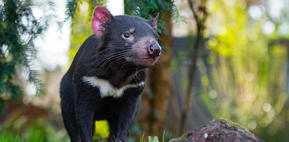 Why our climate emergency is forcing conservationists to be more ambitious: by moving threatened species to new pastures