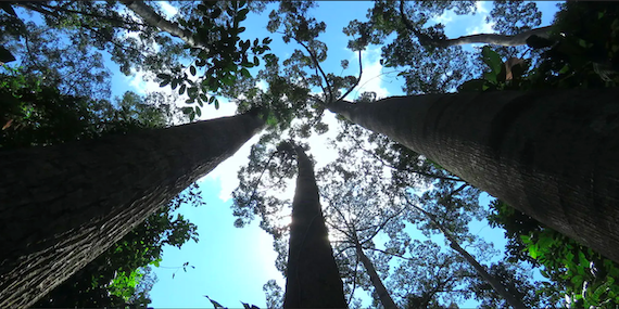 Human Activity is Threatening 1/3 of Tree Species with Extinction