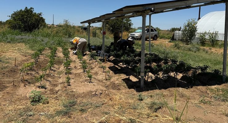 Farmers turn to Solar Panels to shade Crops, Save Water and generate Power